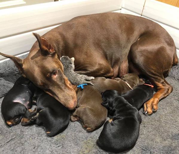 Doberman Adopts Kitten as her Own