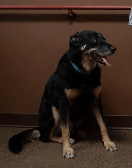 Dog escapes shelter and sneaks repeatedly into nursing home.