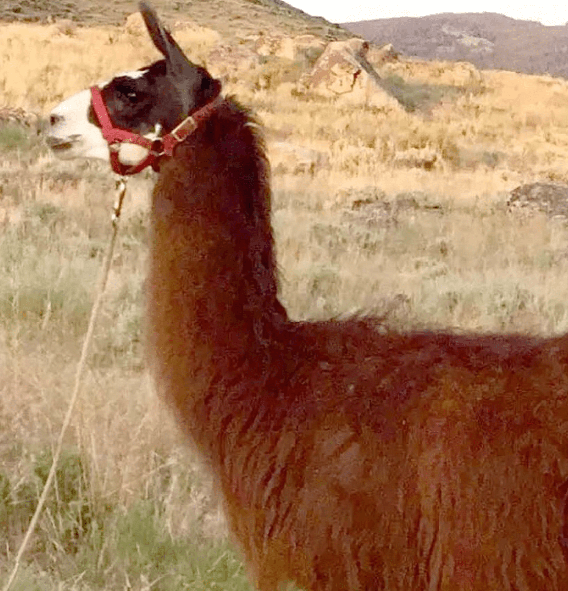 Joaquin The Llama found after surviving 17 days lost in Yellowstone