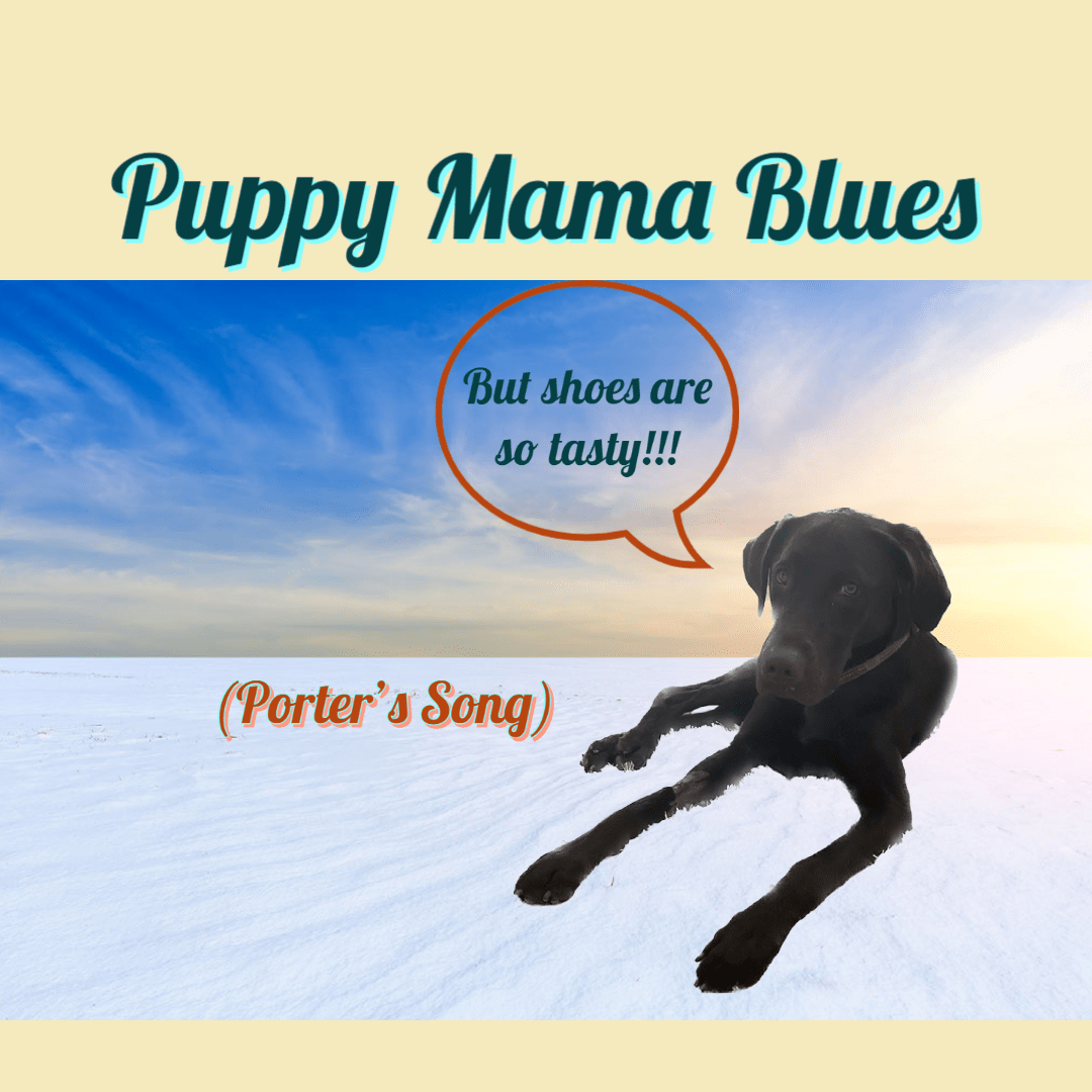 Porter the Lab's Song