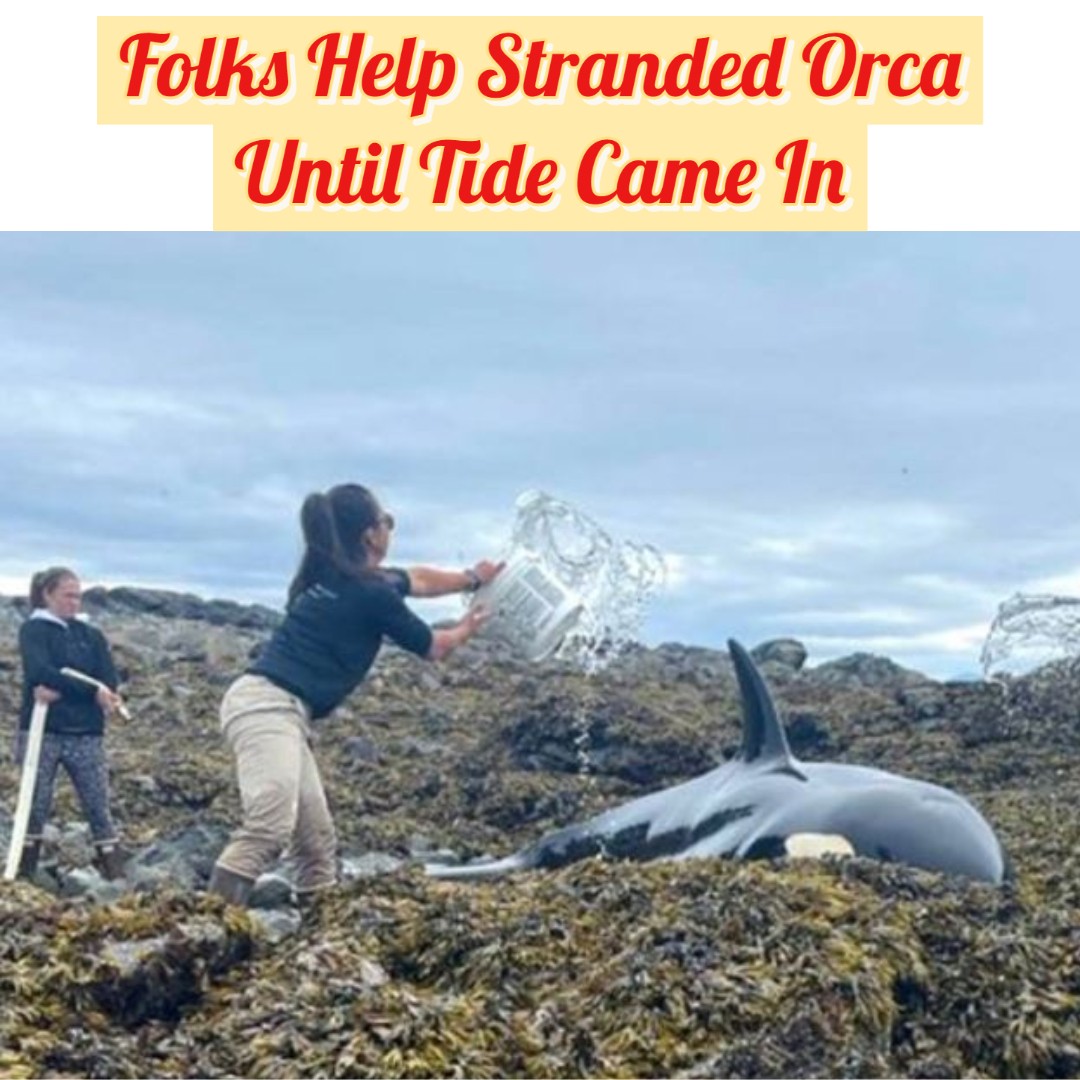 Beached Orca Helped By Local Folks